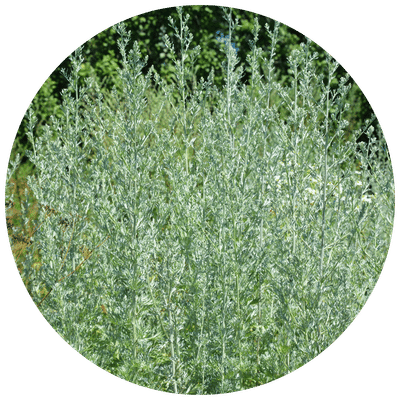 Absinthe Wormwood