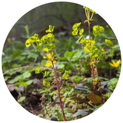 Leafy Spurge